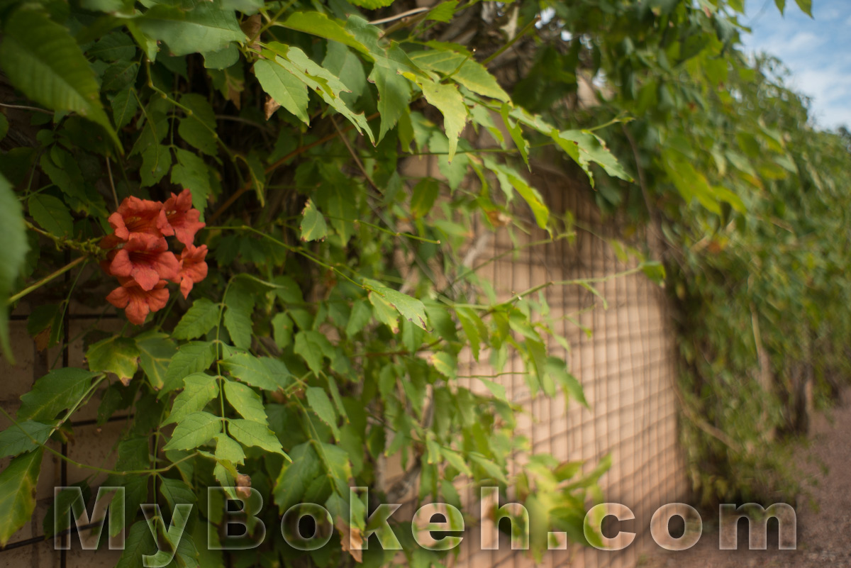 Angenieux 28mm f/3.5 Retrofocus Lens Bokeh